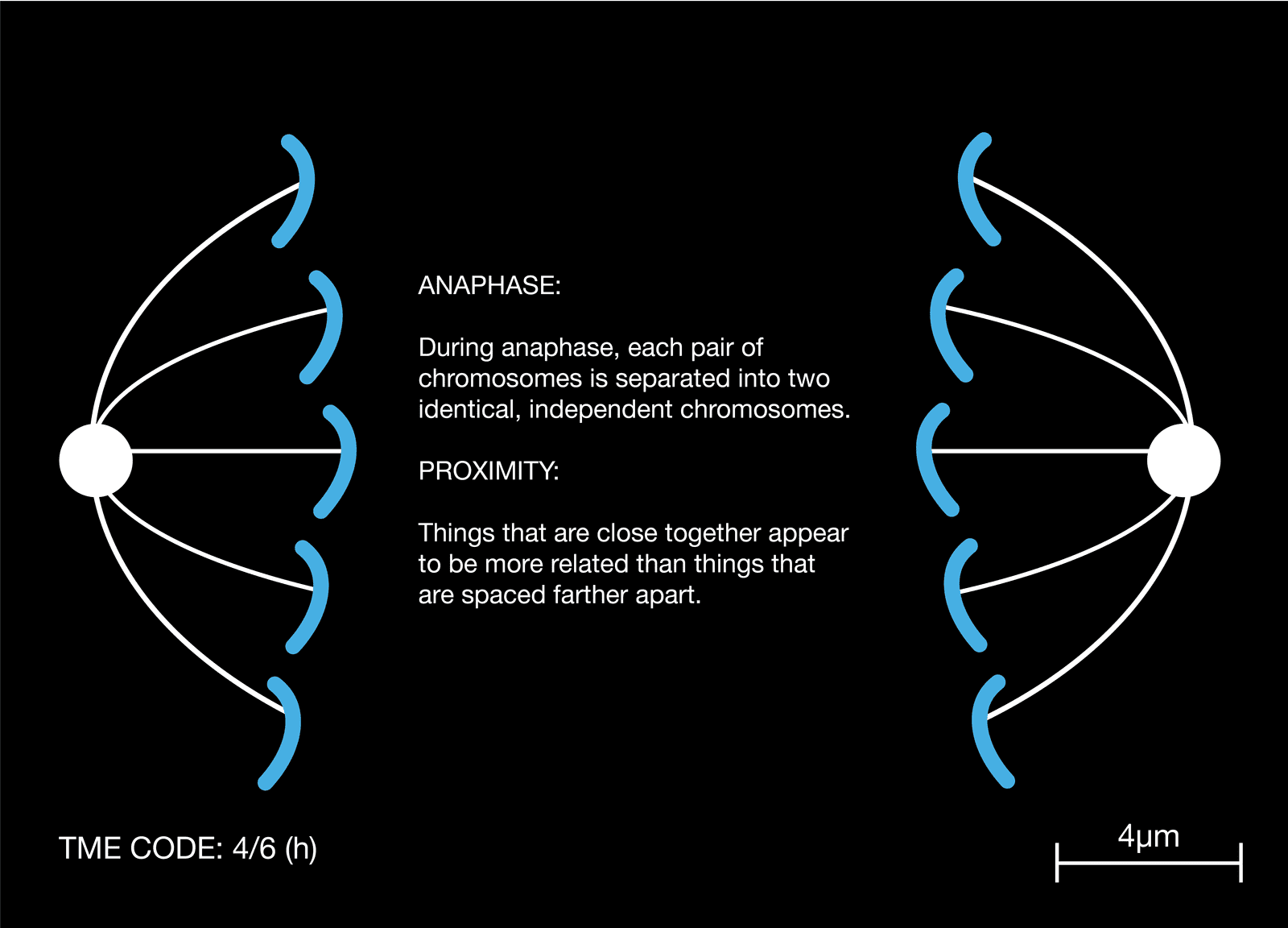 dettaglio con cellule e descrizione della fase della anafase sulla divisione cellulare e prossimità della gestalt